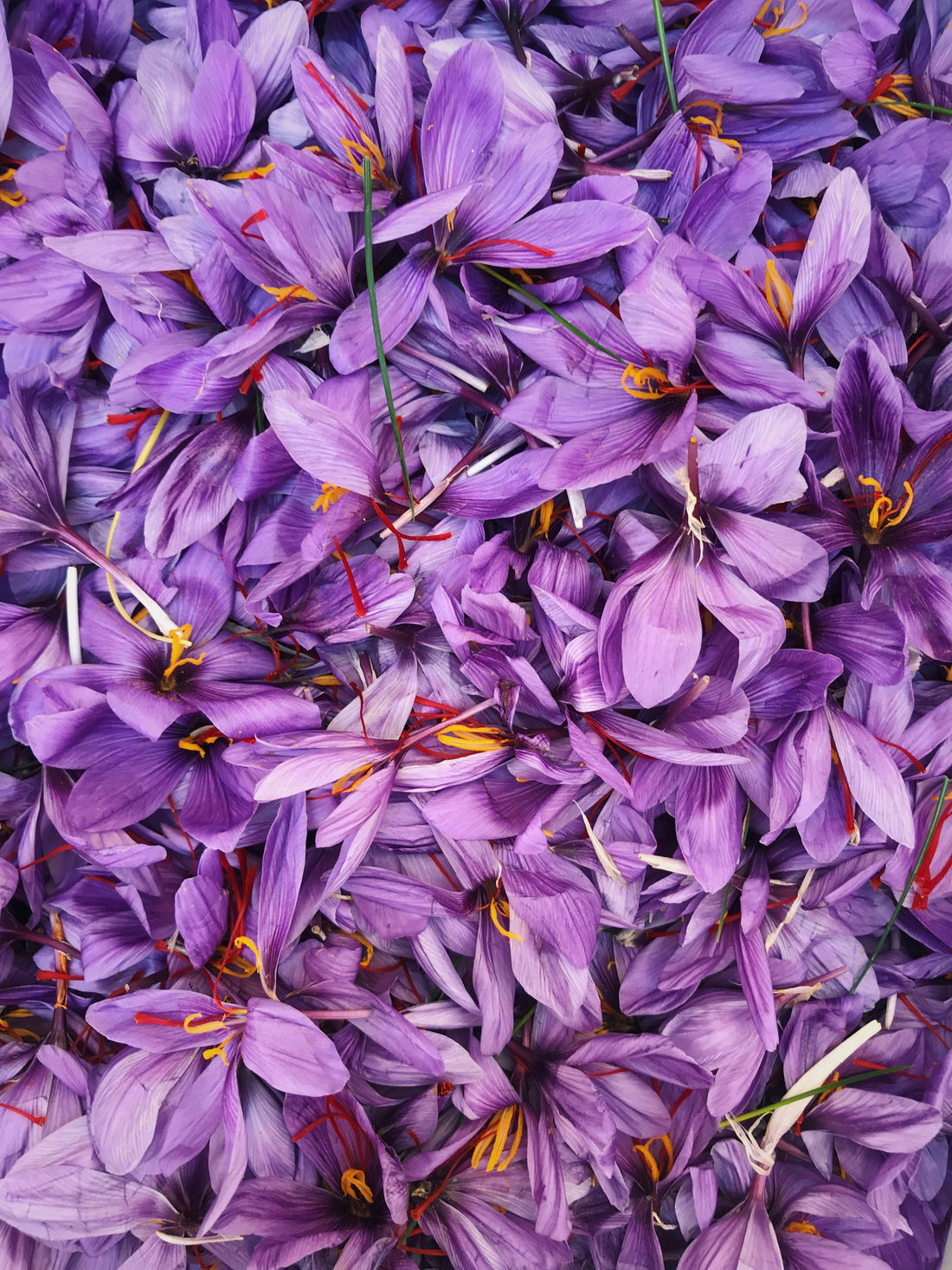 Saffron Plant