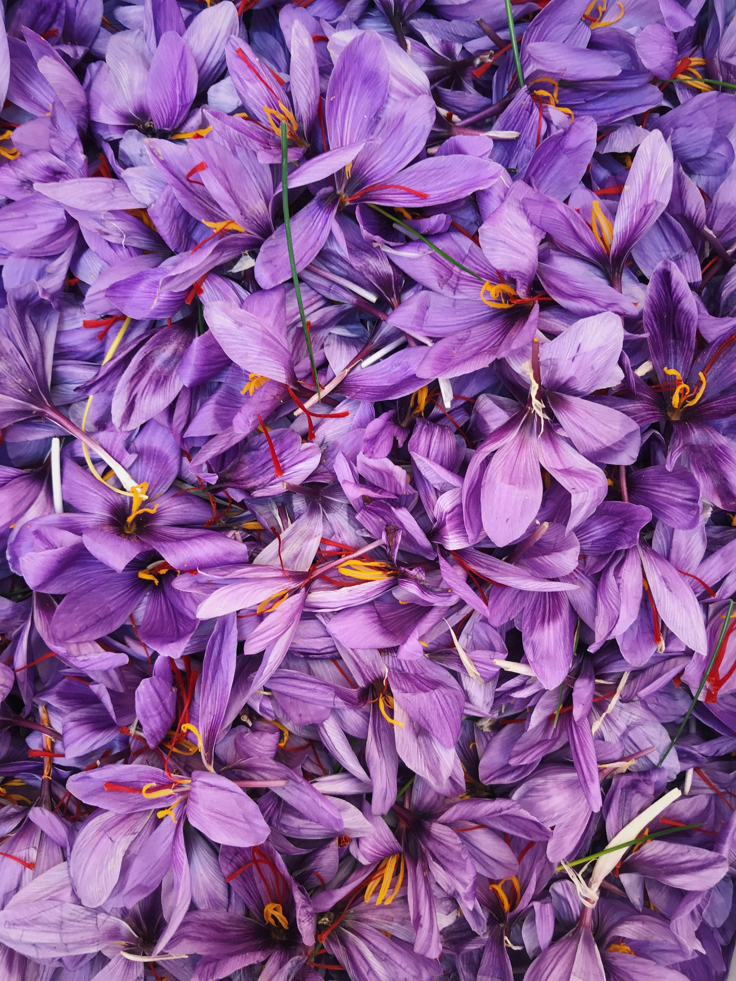 Saffron Plant
